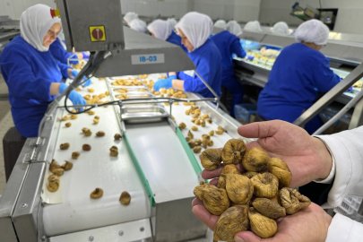 Kuru incir ihracatı 350 milyon doları aştı... İhracat için ilk gemiye hazırlanılıyor