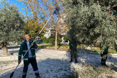 Muğla Milas'ın yeşil alanlarda zeytin hasadına devam ediyor
