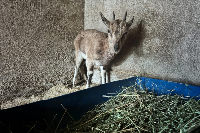Finike'deki bitkin keçi Kumluca'da tedavi altına alındı