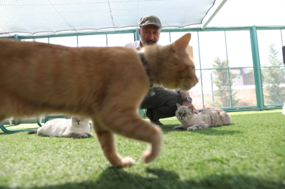 Küçük Dostlar Kedi Kasabası rekor ziyaretçiye ulaştı