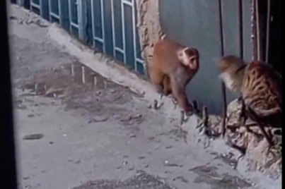 Fikirtepe’de çatılara dadanan rhesus makak yakalandı!