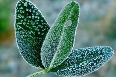 Bursa’dan zirai don uyarısı!