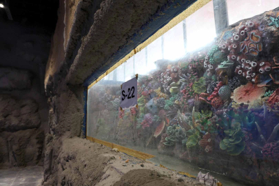 Kocaeli 'akvaryum' için geri sayım başladı... 30 farklı akvaryum eşsiz gezi yaşatacak